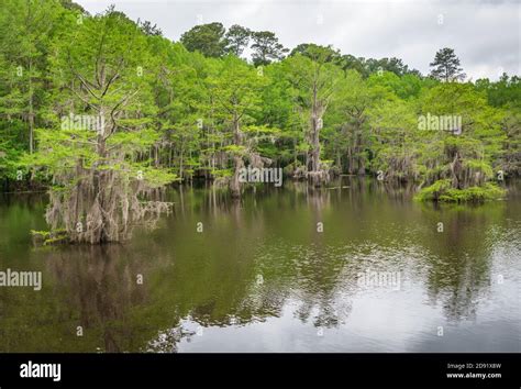 Caddo Lake State Park Stock Photo - Alamy