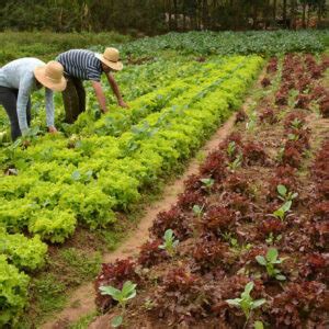 Fertilizantes o que são e quais suas funções