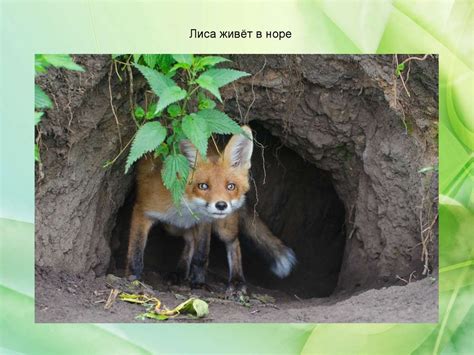 Компьютерная дидактическая игра «Дикие животные. Где чей домик ...