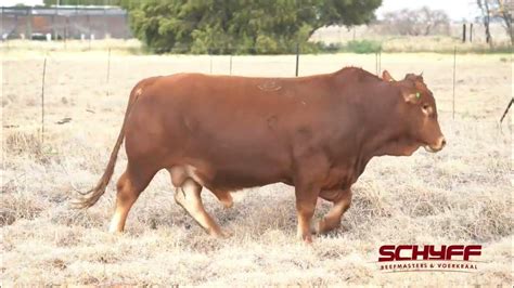 Lot 1 Schyff Beefmasters 1 Aug 2023 Youtube