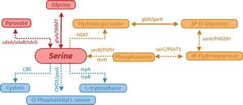 Biosynthetic Pathways Of Different Biogenic Amines By L Gasseri HHuMIN