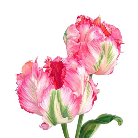 Pin by Michael 朱 on Painting Tulip painting Watercolor flowers