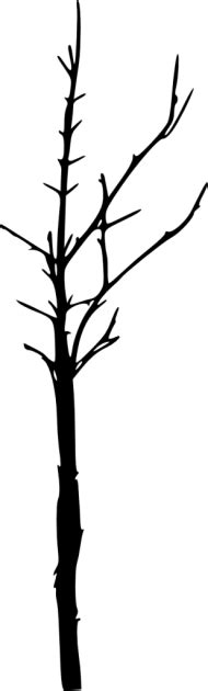 Bare Tree Silhouette Png Free Png Images Toppng