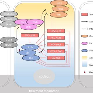 Schematic diagram of the viral proteins interacting with protein... | Download Scientific Diagram