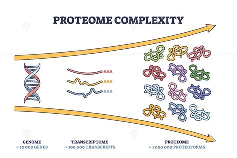 Proteome Complexity As Cellular Complex Microcosm Division Outline