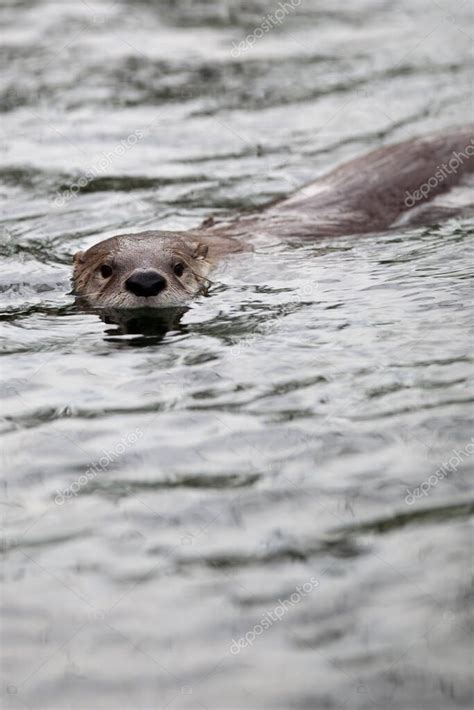 nutria europea Lutra lutra también conocida como nutria euroasiática