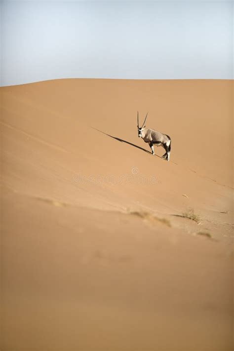 A oryx in namib desert stock photo. Image of antelope - 143916898