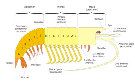 Malacostraca - CreationWiki, the encyclopedia of creation science