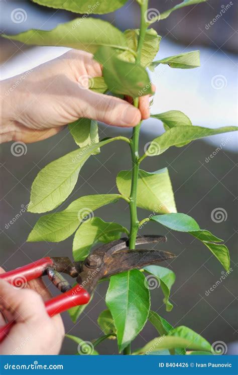 Pruning Lemon Tree Royalty Free Stock Image - Image: 8404426