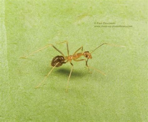 bunyipco  pesky ant