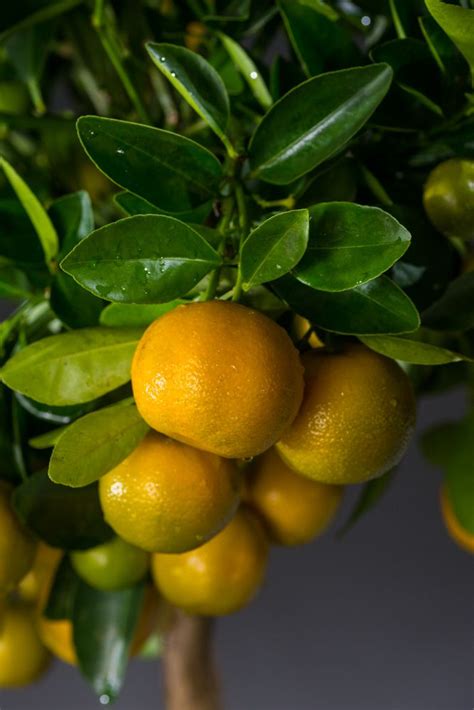 Calamondin Orange à Italia Citrus mitis günstig kaufen