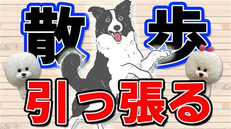 【犬のしつけ】散歩での引っ張り癖。ボーダーコリーの車追い【悩み相談ライブ切り抜き】 Youtube