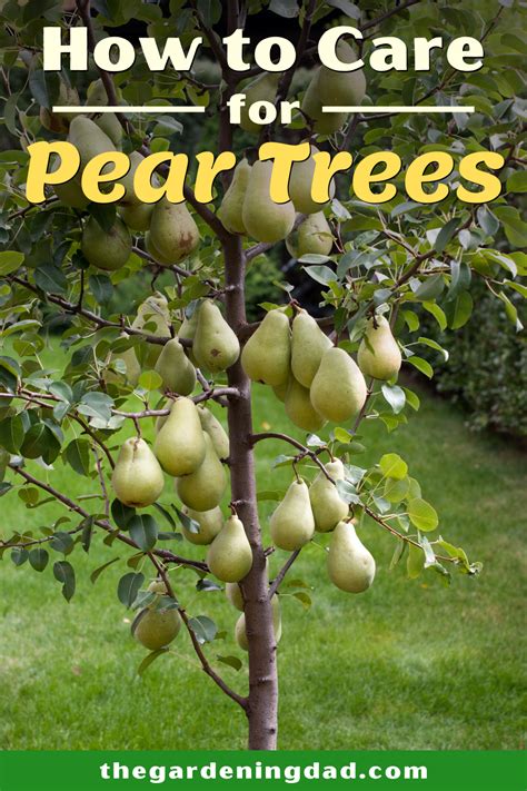 Pear Tree Artofit