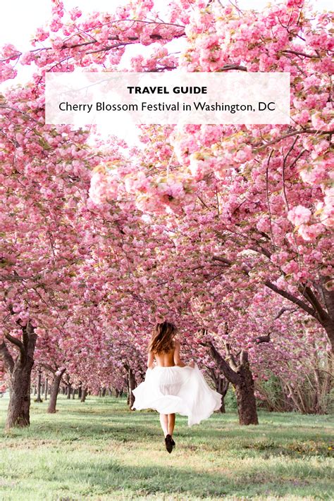 Cherry Blossom Season In Washington Dc - Blajewka