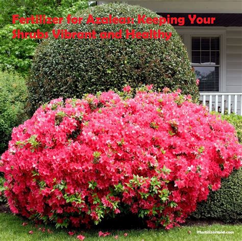 Fertilizer for Azaleas: Keeping Your Shrubs Vibrant and Healthy ...