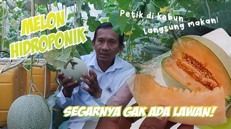 Budidaya Melon Hidroponik Sistem Dutch Bucket Jadi Solusi Berkebun Di