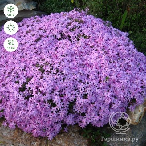 Флокс шиловидный Мажори купить в Москве по низкой цене - интернет ...