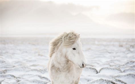 Iceland Horse Wallpapers Top Free Iceland Horse Backgrounds