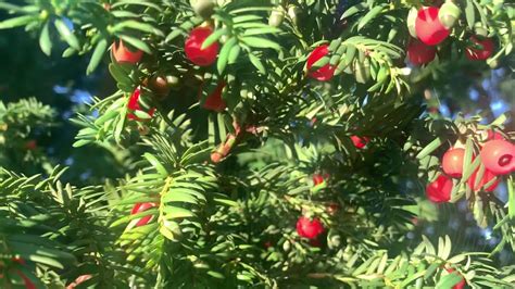 Taxus Baccata British Yew Tree With Poisonous Berry Fruits Youtube