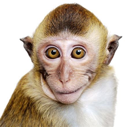 Free Monkey Face, Download Free Monkey Face png images, Free ClipArts ...