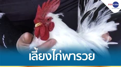 เลี้ยงไก่พารวย อดีตครูหนุ่มเพาะพันธุ์ไก่สวยงามขายออนไลน์ Youtube