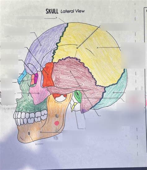 Lateral Skull Diagram Quizlet