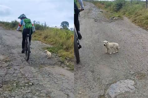 Cachorro Abandonado Persegue Ciclista E Implora Para Ir Para Casa Ela