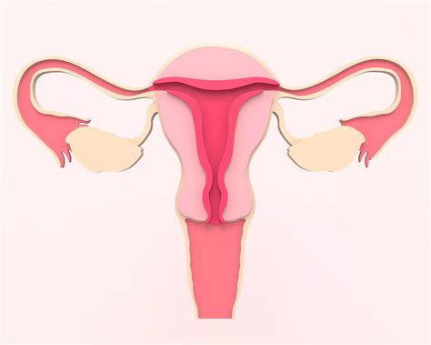 Fallopian Tubes Essential Functions And Common Health Issues