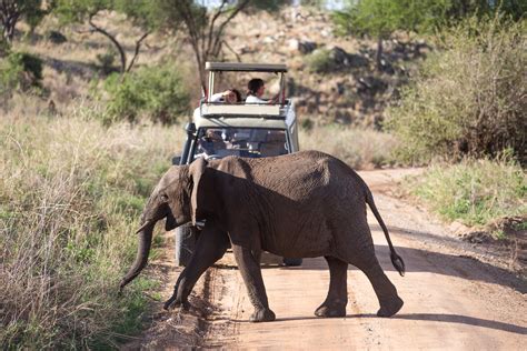 Wildlife Tourism Can Pose Disease Threat To Wild Animals