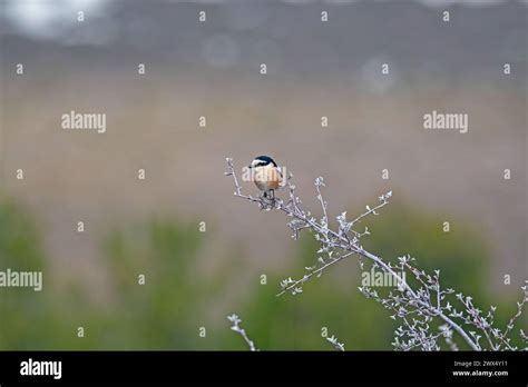 Masked Shrike Bird Hi Res Stock Photography And Images Alamy