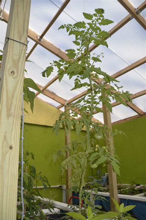 Tomato | Virus or nutrient deficiency?