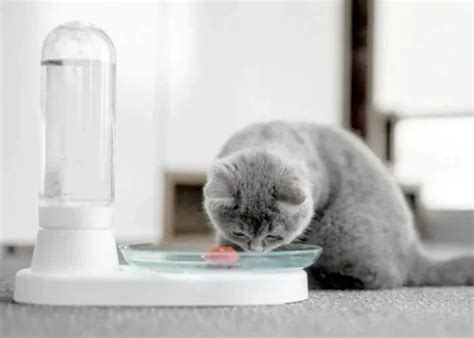 KittySpring bacteria-free cat water fountain - Geeky Gadgets