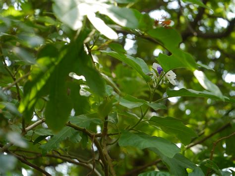 Solanum Wrightii Benth Dinesh Valke Flickr