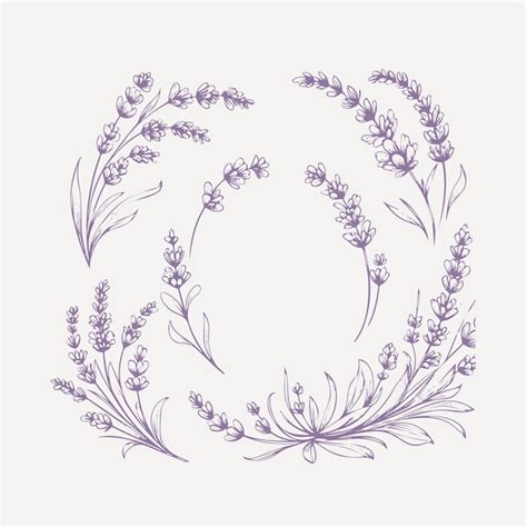 Premium Vector Lavender Flowers Set Hand Drawn Lavender Vector