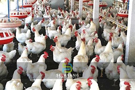 50 Peratus Ladang Ayam Bakal Muflis Ini Sebabnya Selayangpandangnet