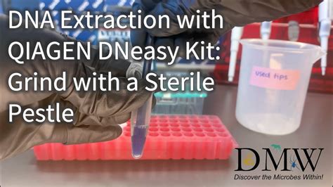 DNA Extraction With QIAGEN DNeasy Kit Grind With A Sterile Pestle