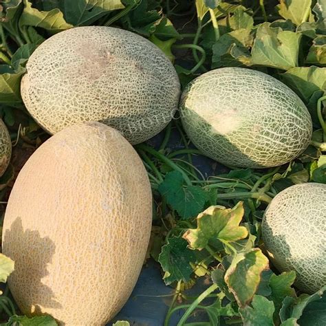 Fb Ananas F Hybrid Muskmelon Seeds Packaging Type Packet At