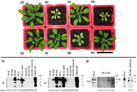 Phenotype Of 5weekold Transgenic Arabidopsis Plants Expressing