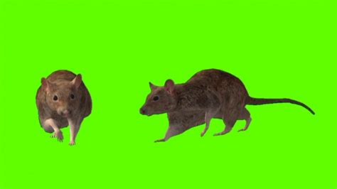 Rat Walking Green Screen No Copyright Green Screen Video Green