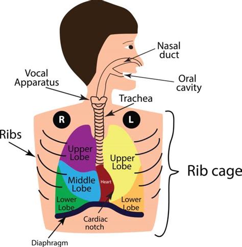 Epiglottis Clip Art Vector Images And Illustrations Istock