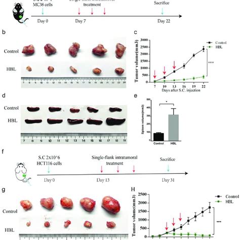 Hbl Significantly Inhibits The Growth Of Subcutaneous Tumors In Vivo