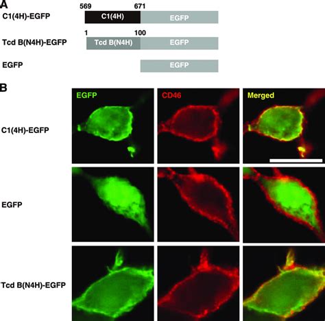 C1 Domain And N Terminus Of Toxin B Function As Membrane Targeting