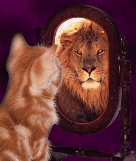 cat-sees-lion-in-mirror-2.gif | TheCatSite