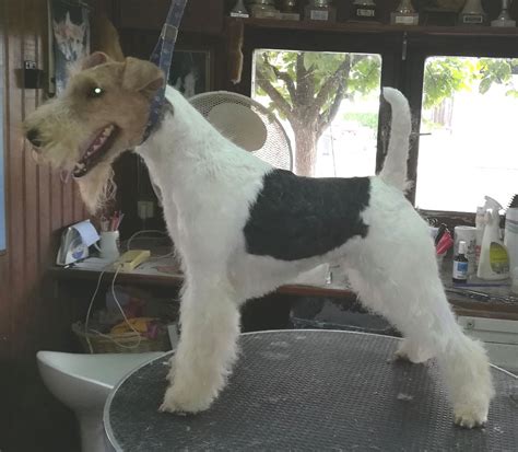 Chien Fox Terrier Poil Dur Manga De Vallauris Des Astucieux