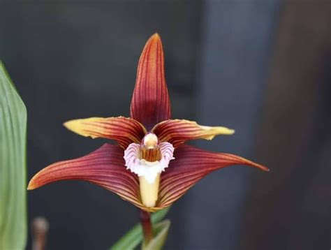 Maxillaria Striata