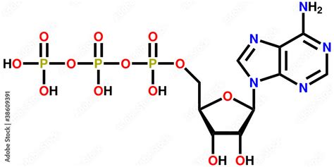 Adenosine Triphosphate Atp Structural Formula Vector De Stock Adobe