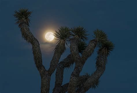 Joshua Tree Full Moon Photograph By Loree Johnson Pixels