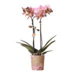 Oudroze orchidee Treviso Ø9cm Kolibri Company