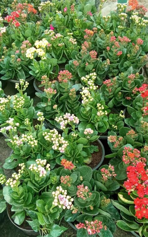 Kalanchoe Flower Plants Buy Plants Online Maximum Plants Online Store