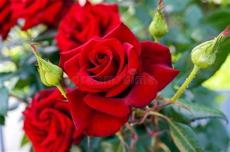 Arbusto Grande De Rosas Rojas En Un Fondo De La Naturaleza Foto De